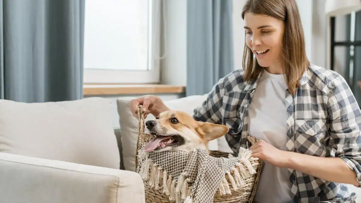 Essential Guide to Moving with Pets | Tips & Tricks
